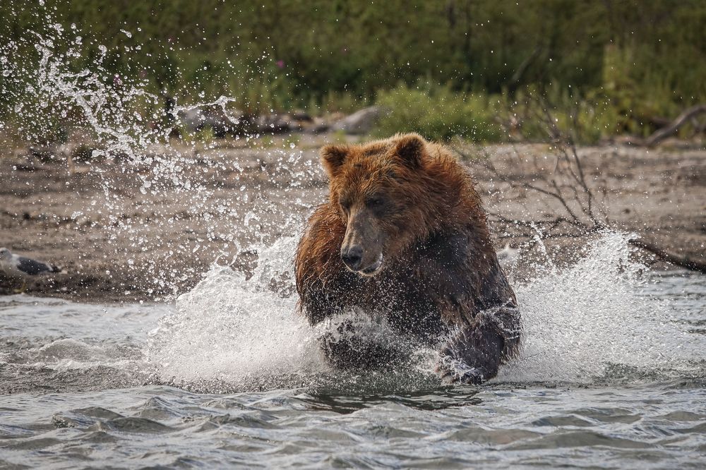 Brown bear on the hunt