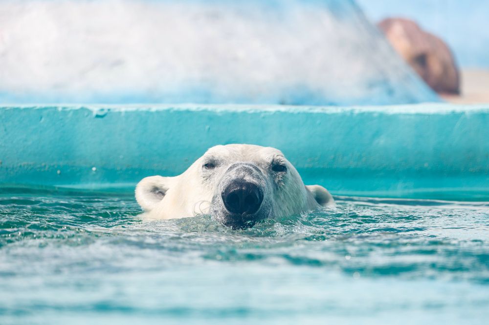 Photograph by Valentin Kolinko