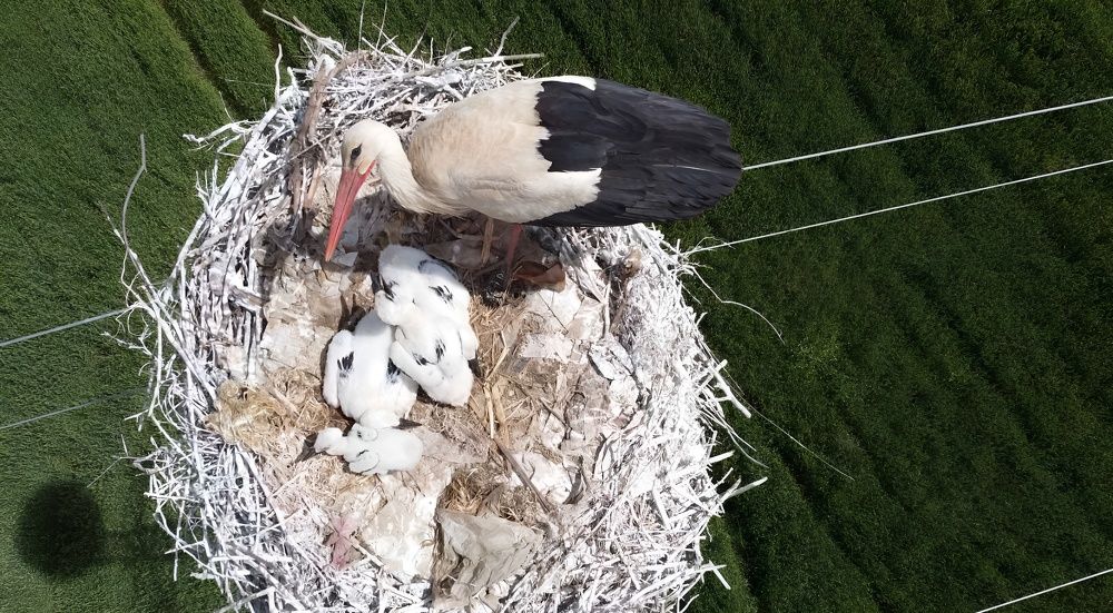 Storks living on high voltage lines