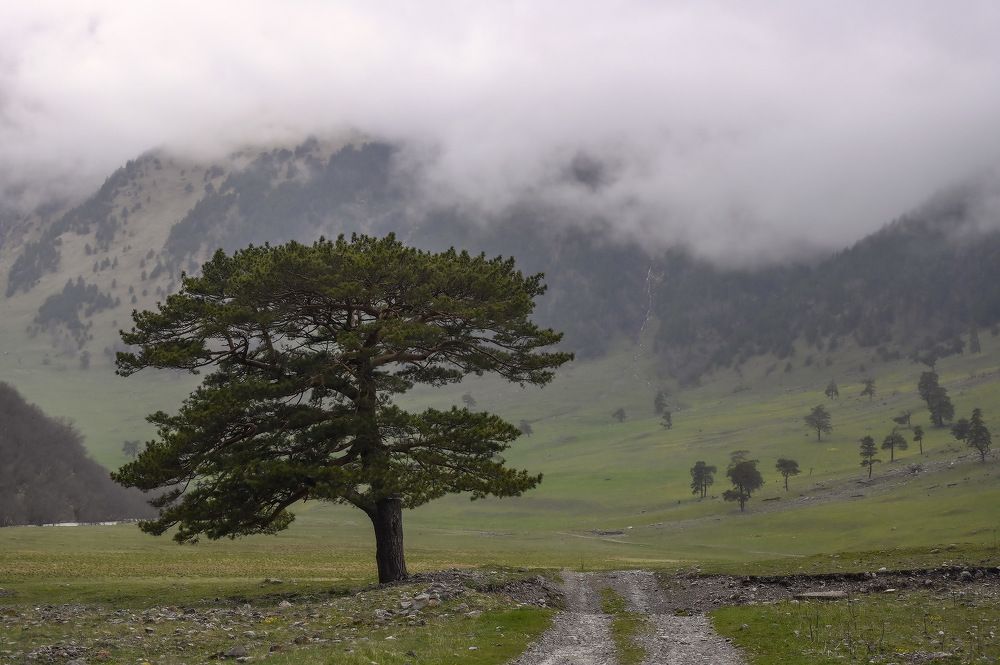 Сосны долины реки Маруха...