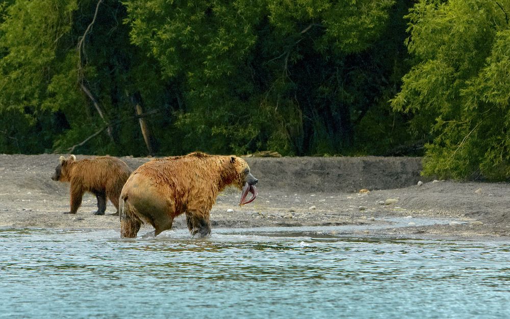 Этот матёрый медведь знает толк в ловле рыбы