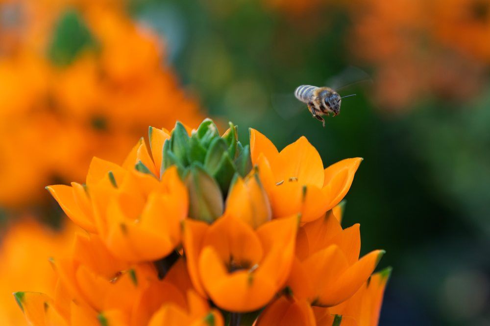 Photograph by Mauro Case