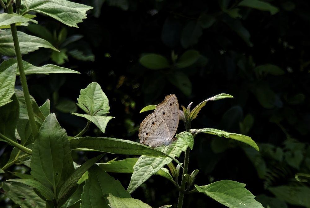 Photograph by Sayan Sarkar