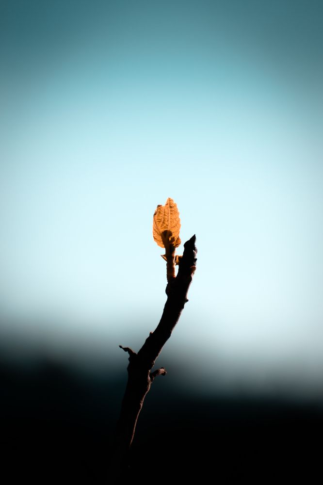 Photograph by Mazen Abdennadher