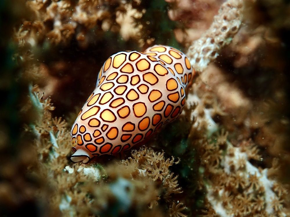 Фотография автора  Stelio