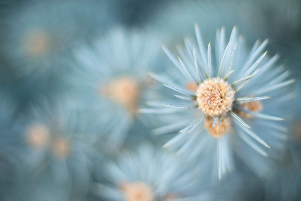 Photograph by Галина Литвинова