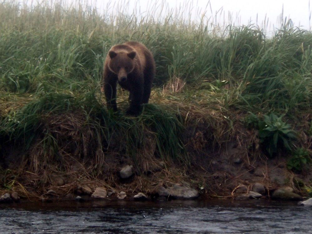 Камчатский мишка