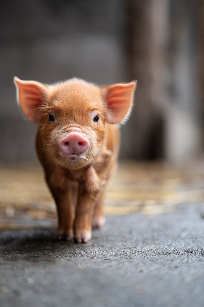 Photograph by Annette Hagemeijer