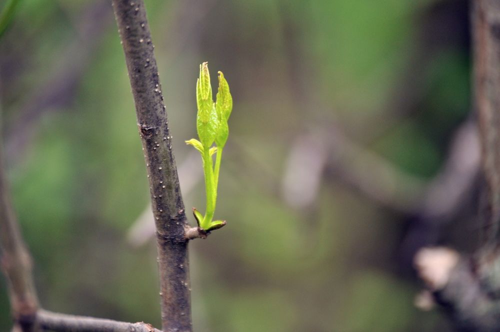 Spring sprout.