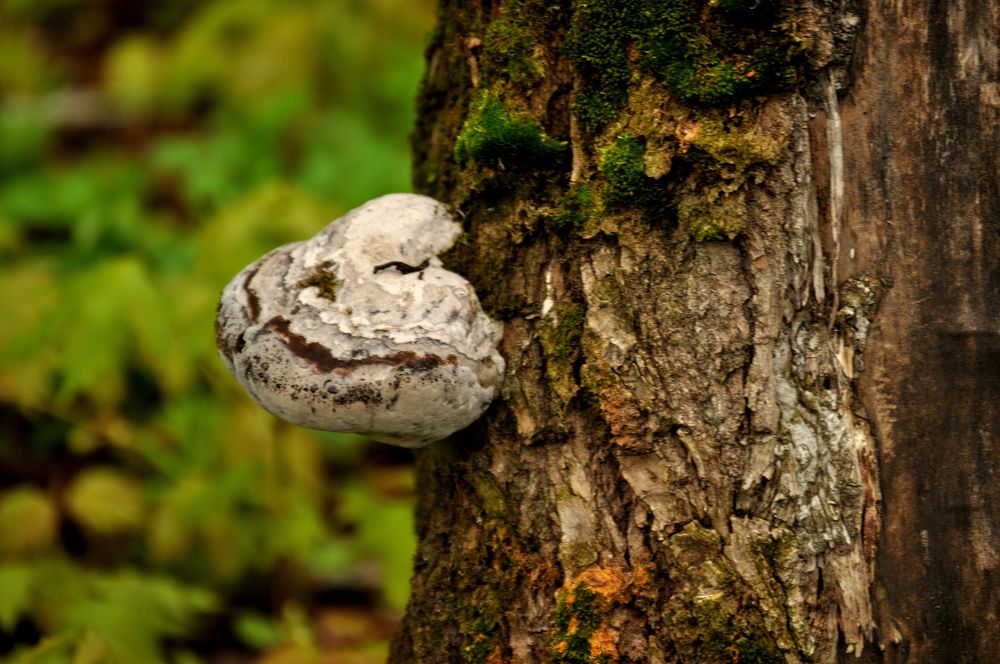 Different forms of life.