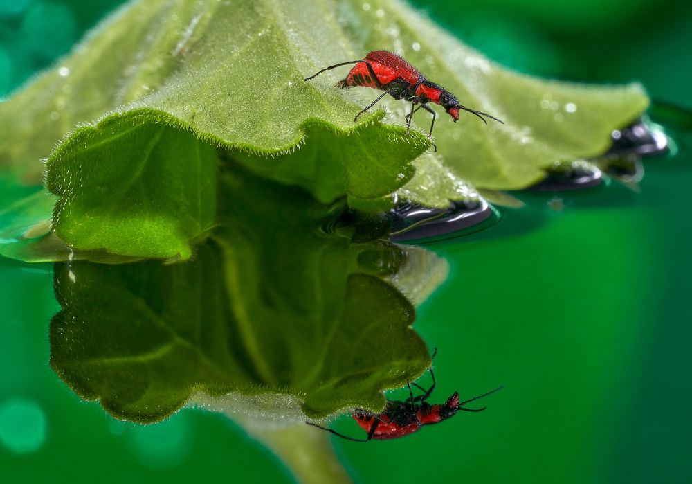 Photograph by Boris Bekelman