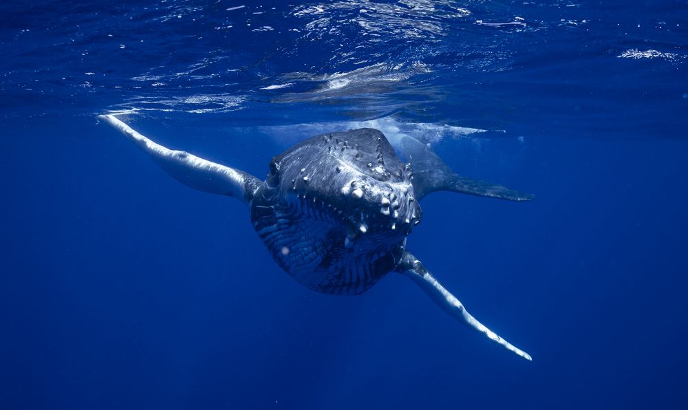 Photograph by Daichi Shimada