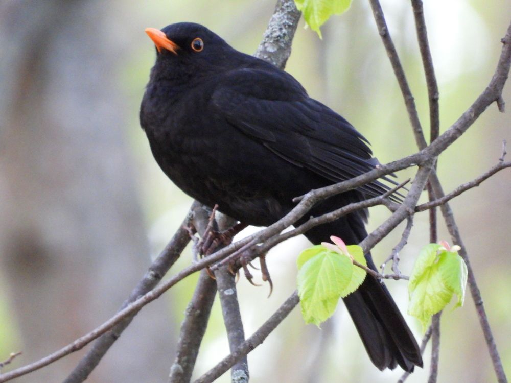 Чёрный дрозд(самец)
