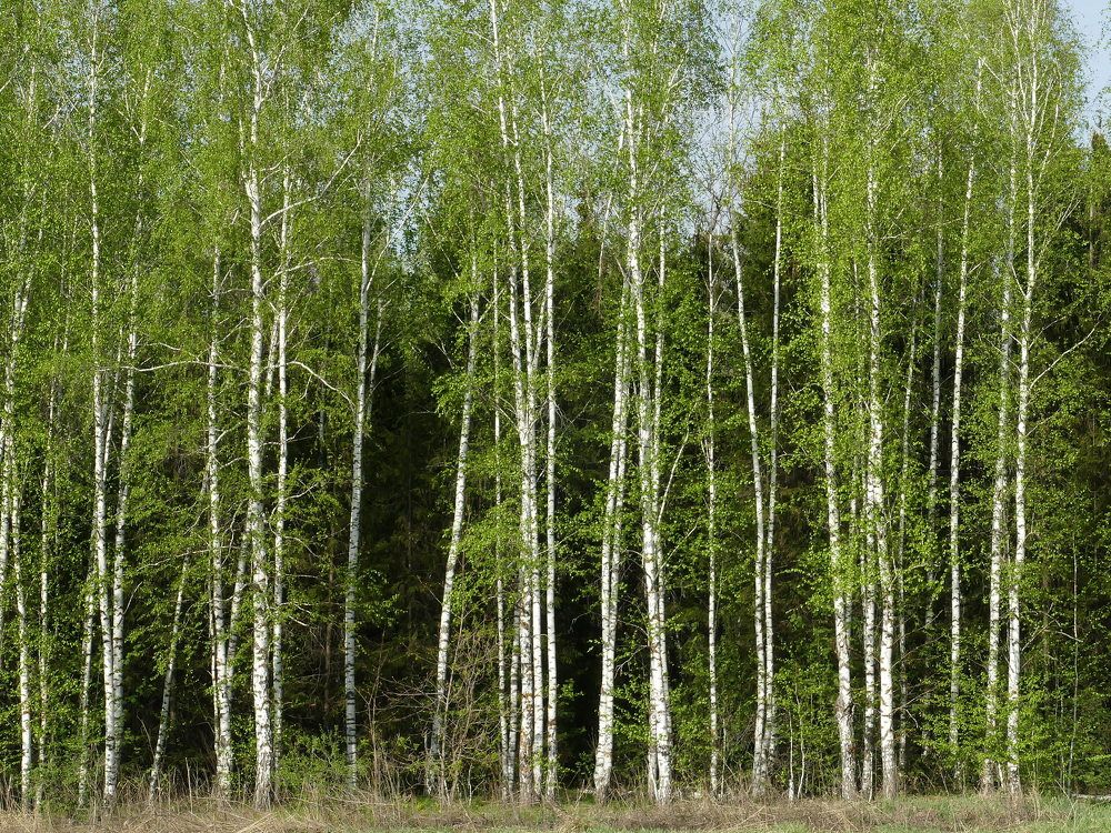 Photograph by Александр Кизим