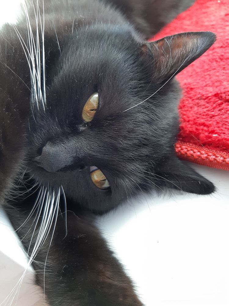 Фотография автора Maria V. Gorskaya