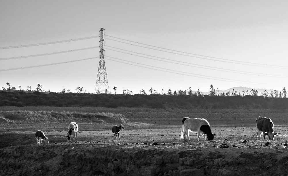 Bajo la sombra del aromo