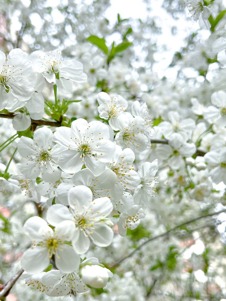 Фотография автора Диана