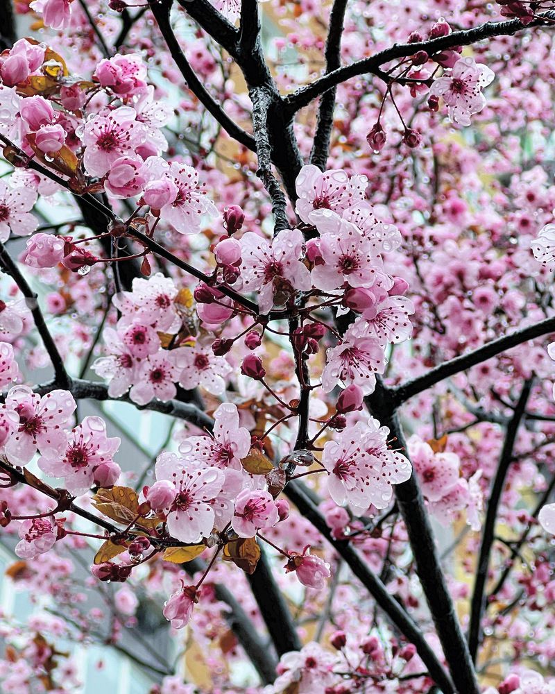 Фотография автора Диана