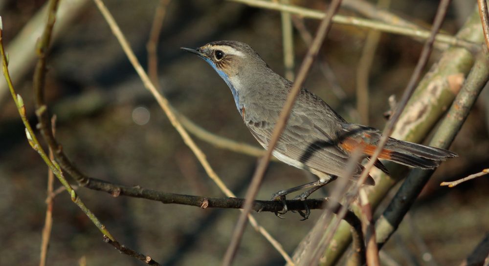 A small bluethroat bird perched on a thin branch