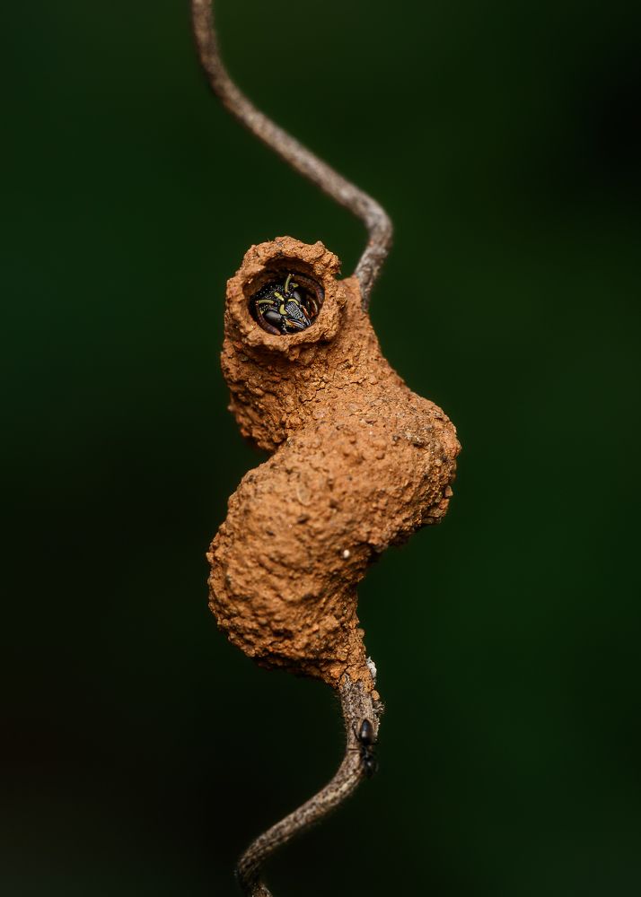 Photograph by Manjunath Acharya