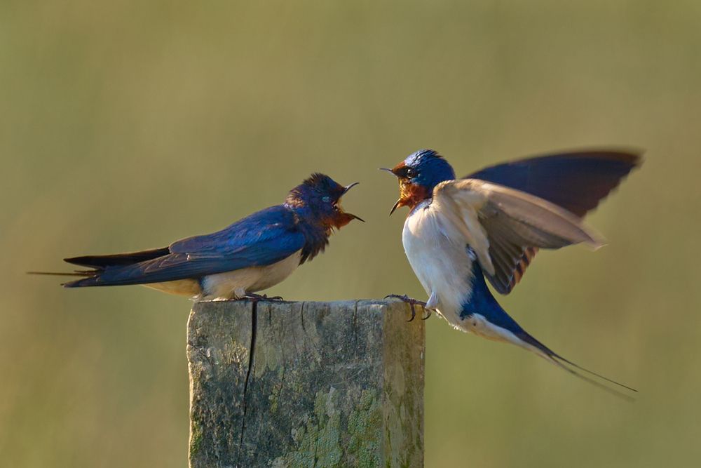 Фотография автора Maurice Leung