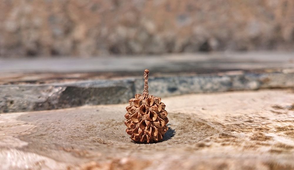 Микро шишка