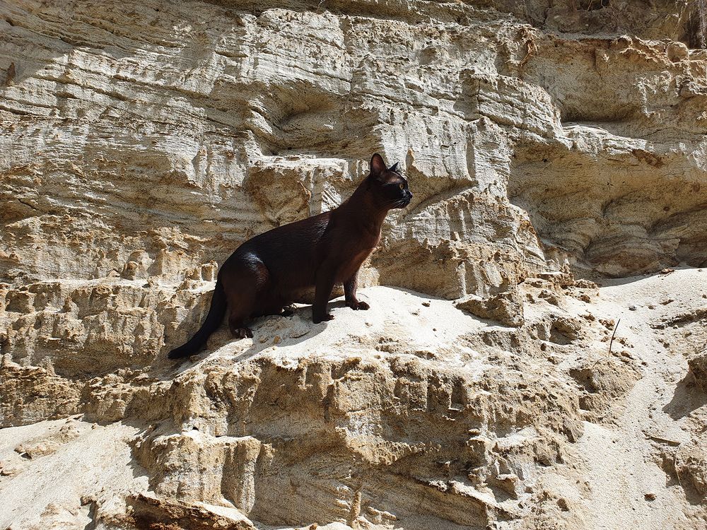 Фотография автора Надежда Лисицына