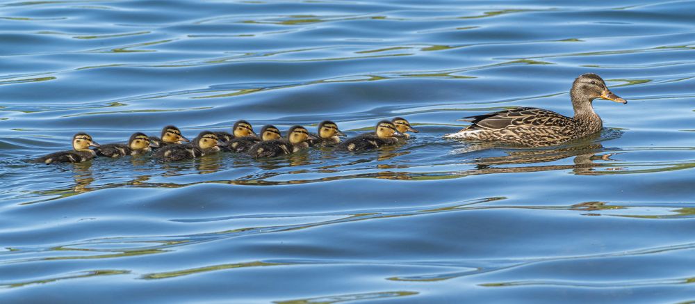 Photograph by Савчук Сергей