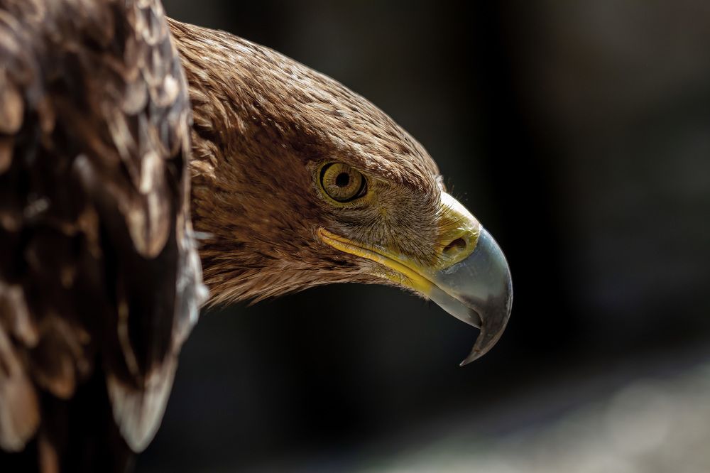 Фотография автора Ирина Масальская