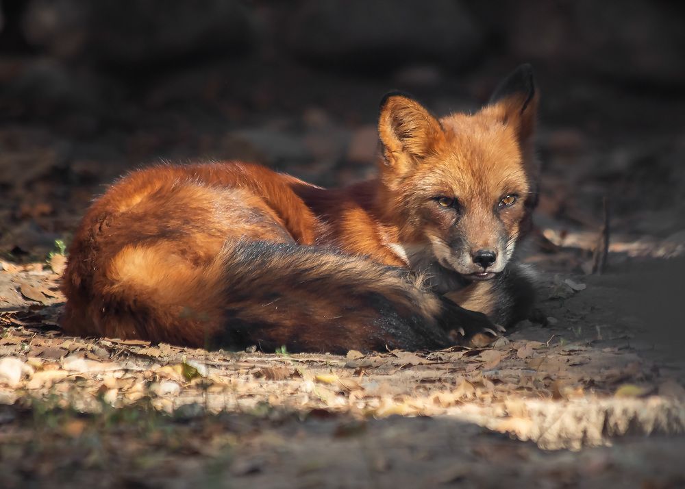 Фотография автора Ирина Масальская