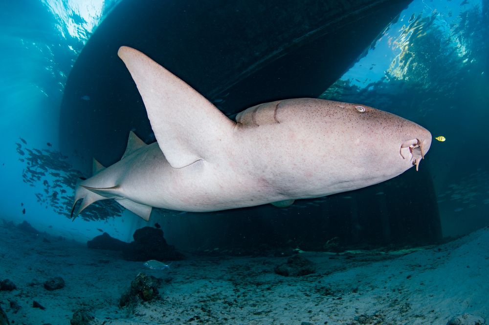 Photograph by HITOMI TSUCHIYA