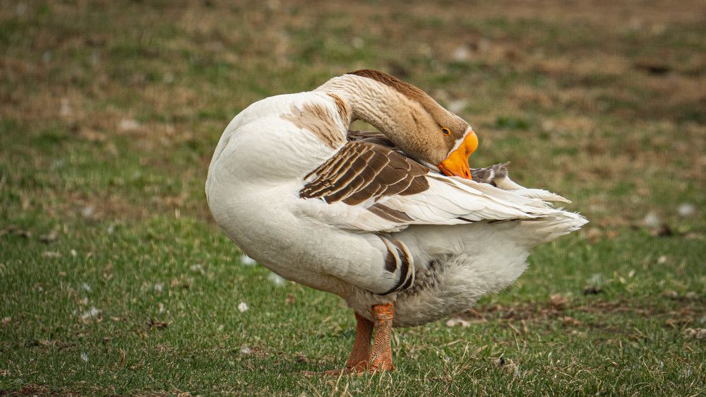 Photograph by Игорь Иванов