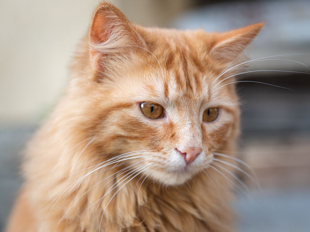 Фотография автора El Karailieva