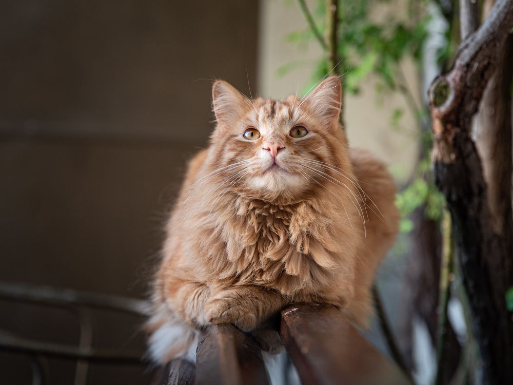 Фотография автора El Karailieva