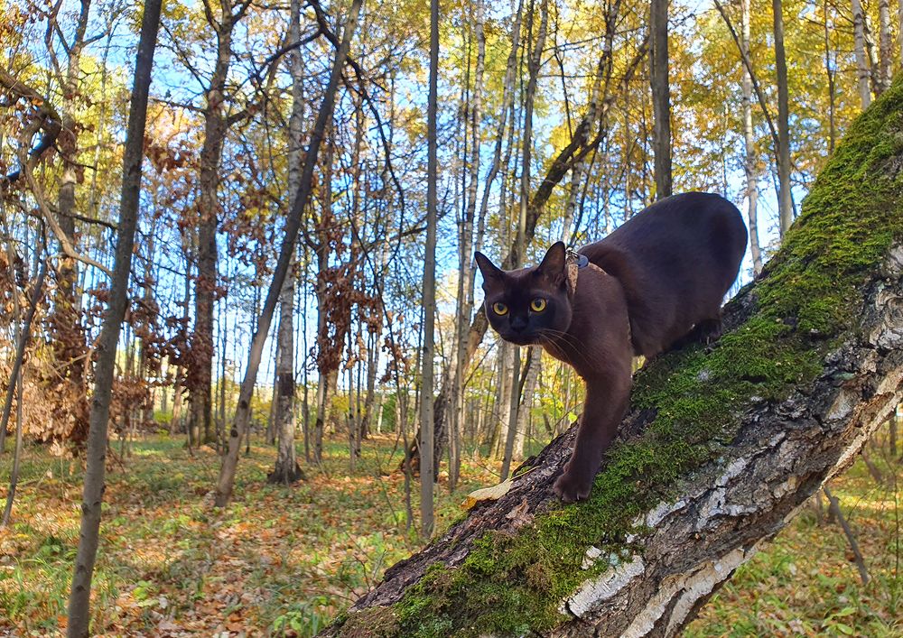 Фотография автора Надежда Лисицына