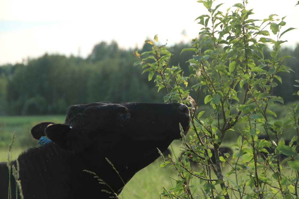 Фотография автора Анастасия Зверева