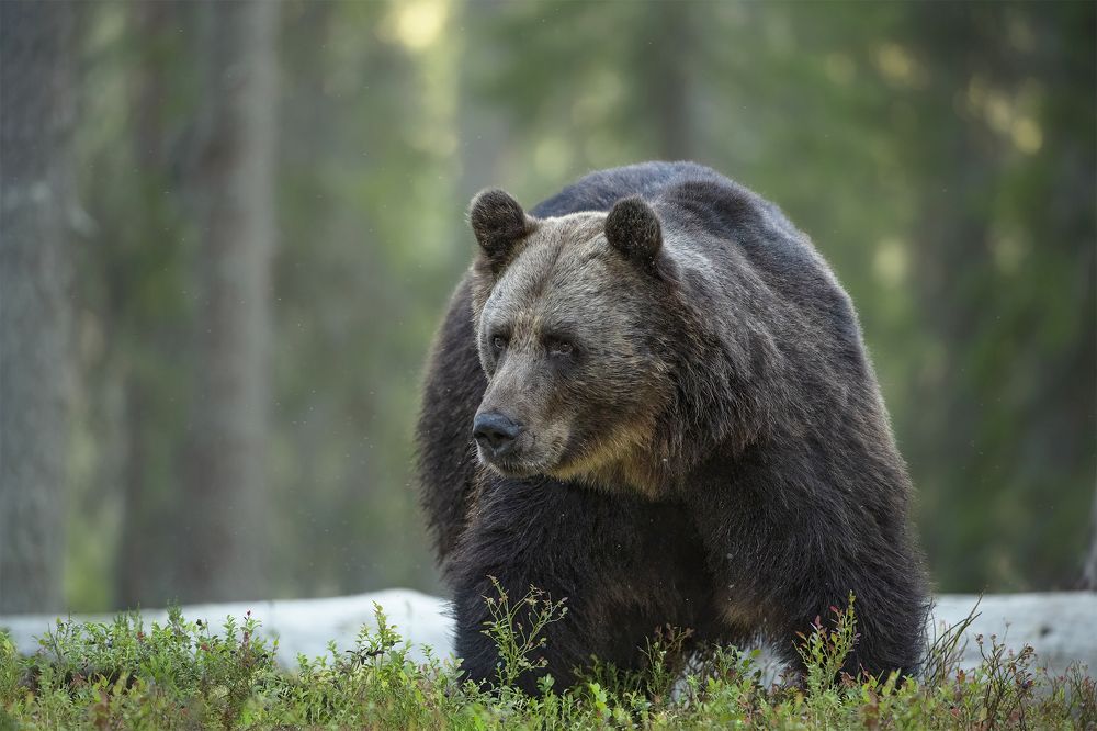 Photograph by Ernestas Balcikonis