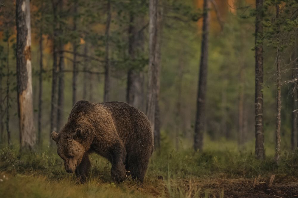 Photograph by Ernestas Balcikonis