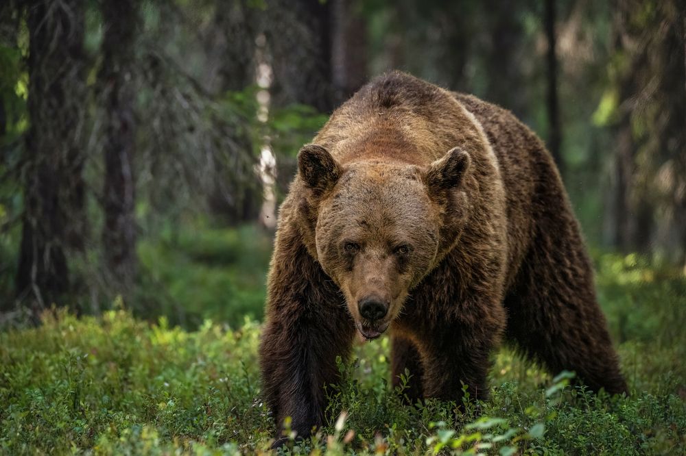 Photograph by Ernestas Balcikonis