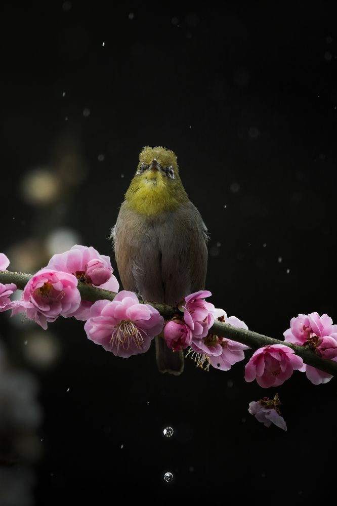 Photograph by Matsubara Hiroki