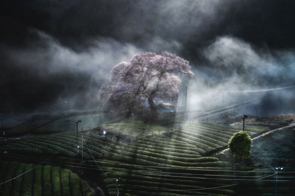 Photograph by Matsubara Hiroki