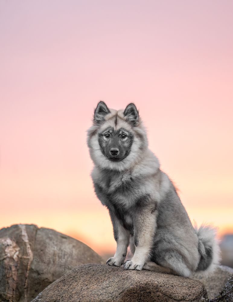A dog in the sunrise.