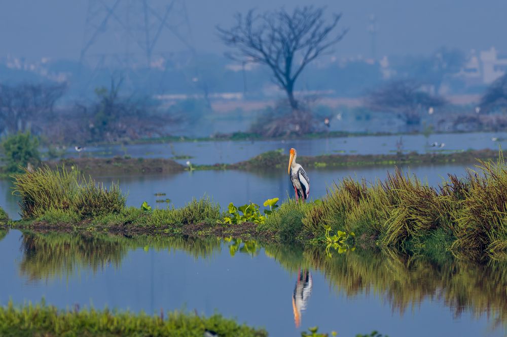 Painted beauty of wetlands