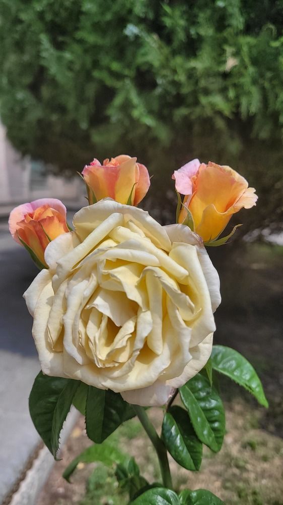 Photograph by Rahele Almassi