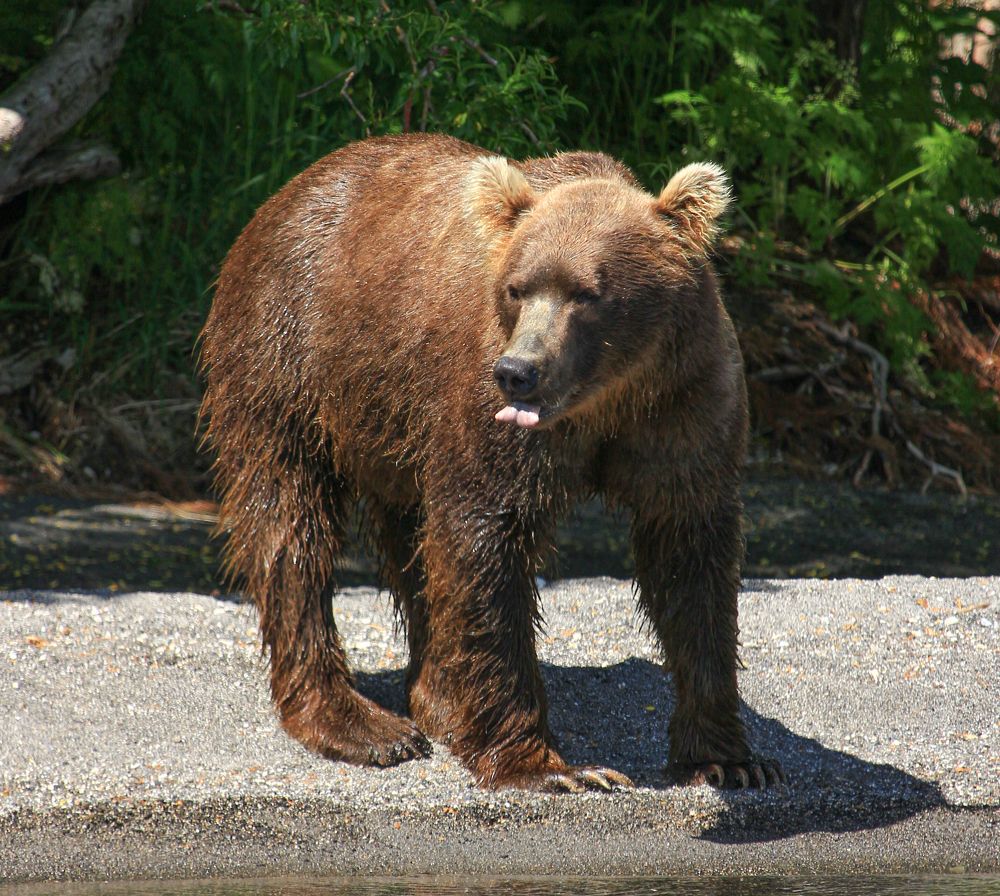 Фотография автора Александр Довганюк