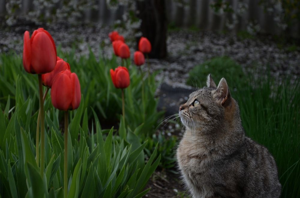 Фотография автора Наталья Алексеева