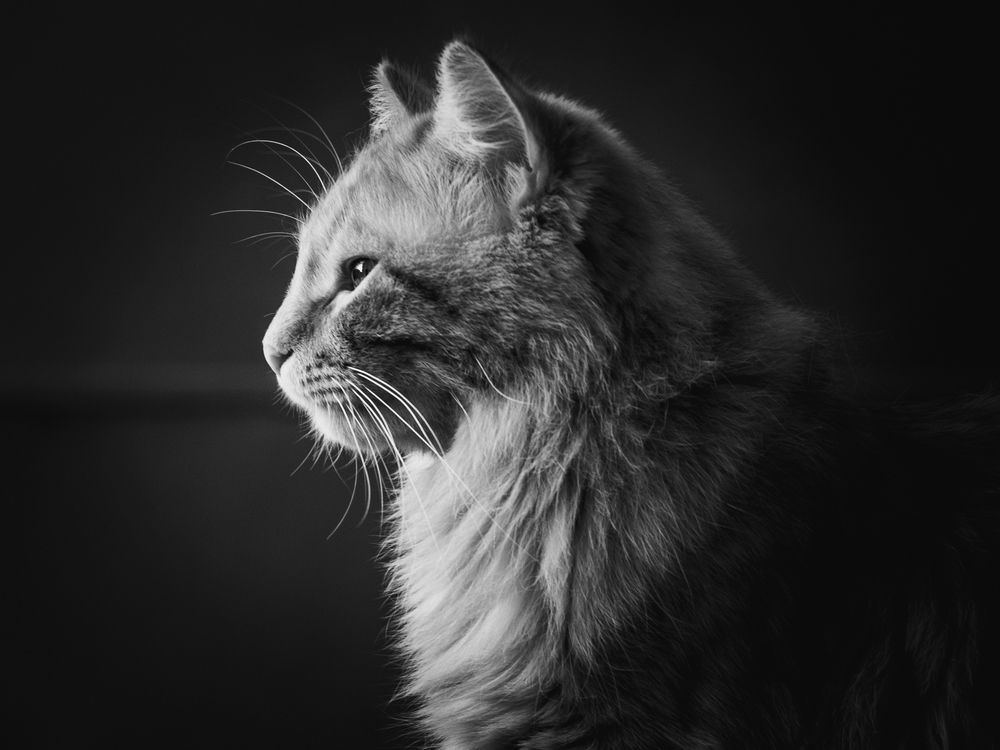 Фотография автора El Karailieva