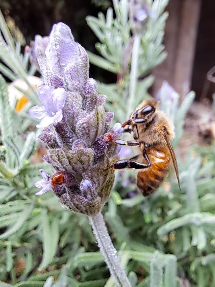 Фотография автора gustavo pecelis