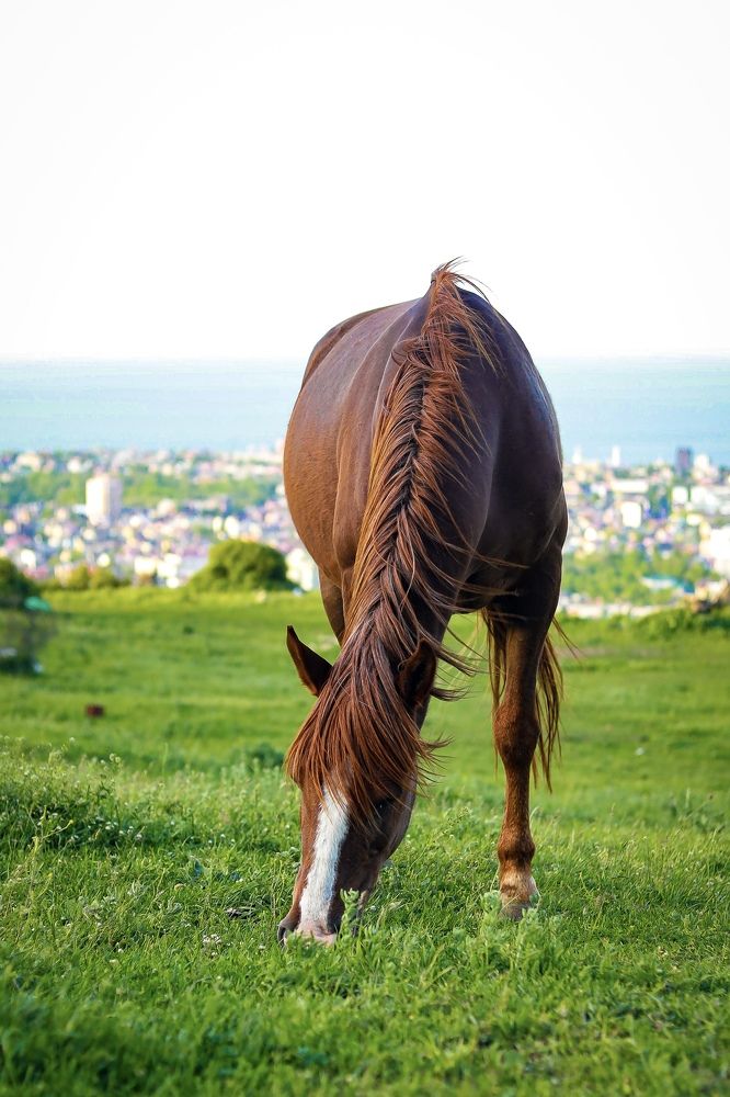 Caressed by the wind