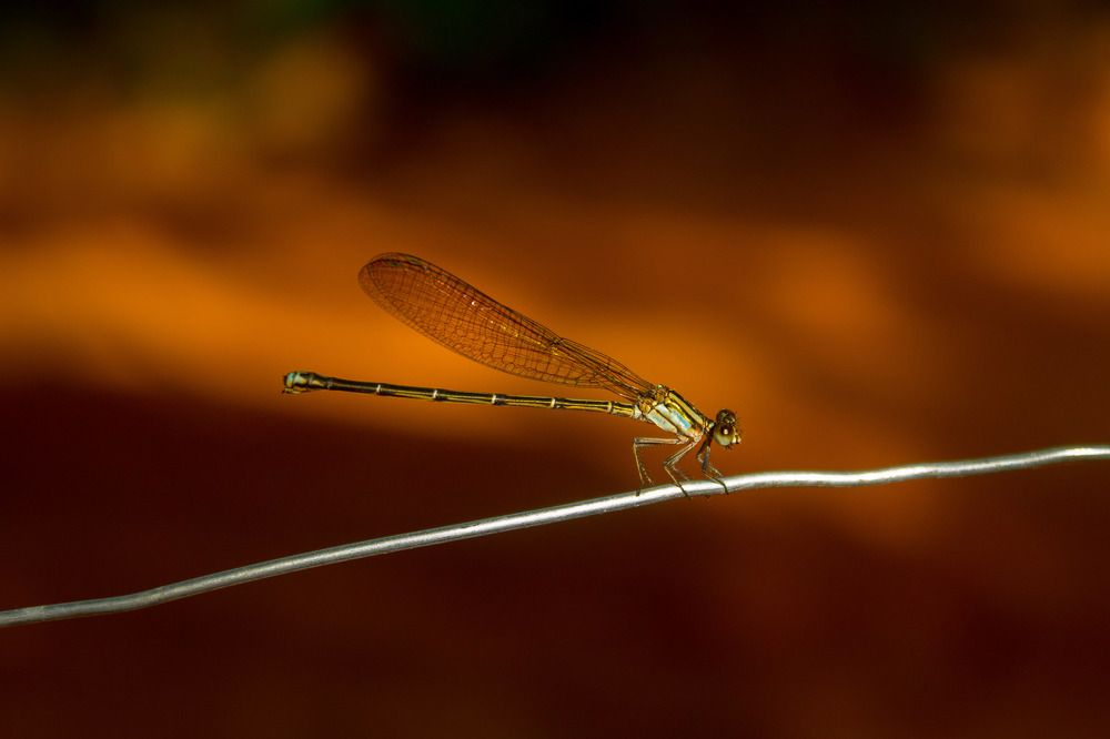 Photograph by Denis Dias Bezerra